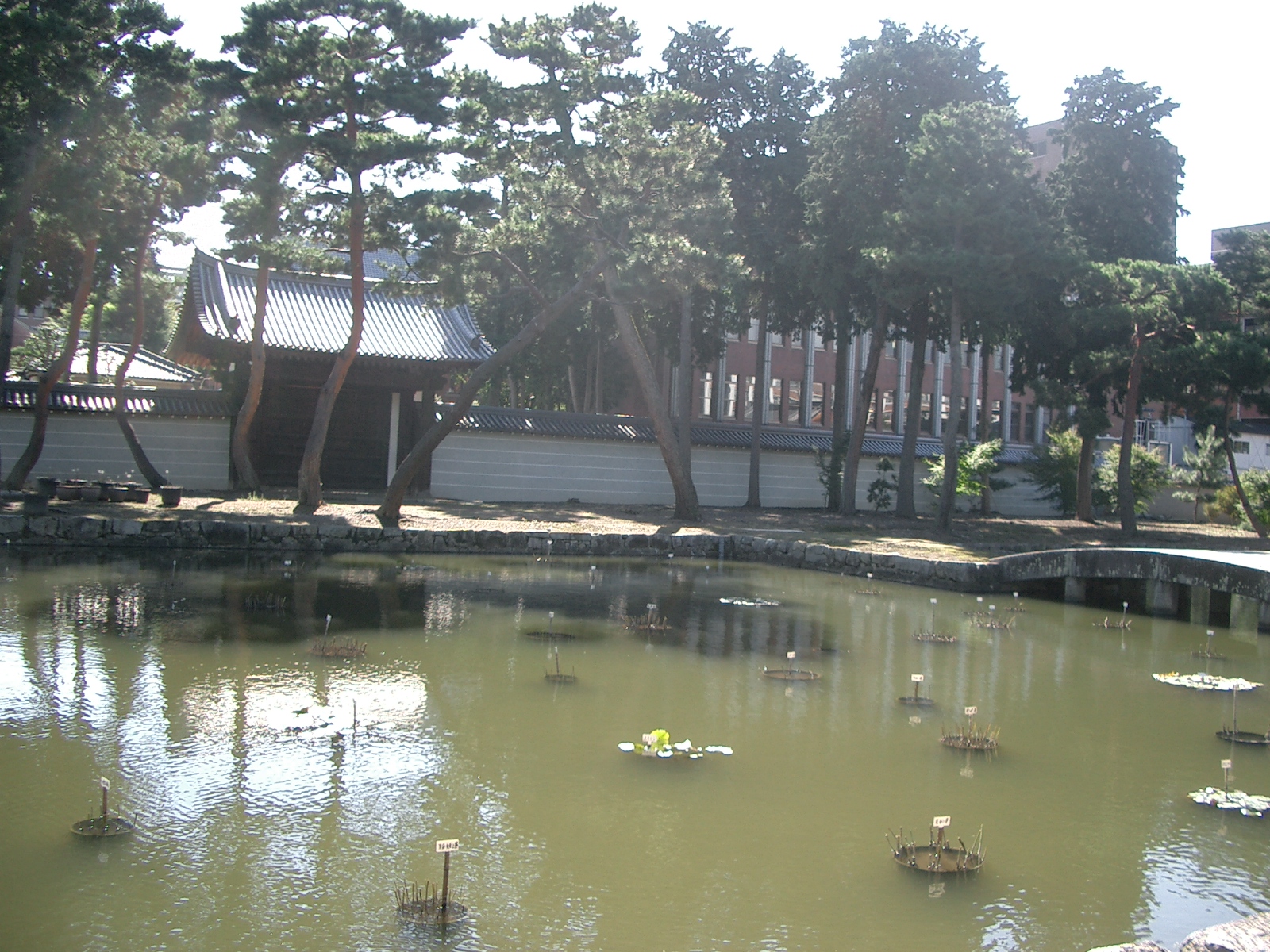 Shoukoku-ji-lake